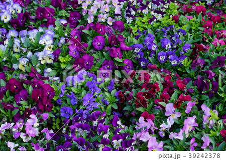 春の花壇 冬の花壇の写真素材