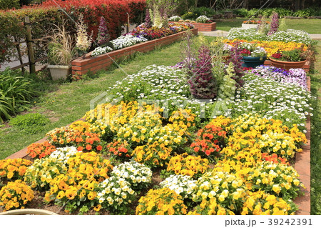 春の花壇 冬の花壇 春の花壇 冬の花壇 39242391