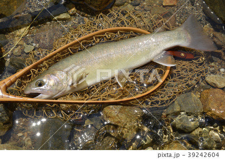 尺岩魚 39242604