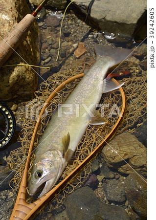 尺岩魚 39242605