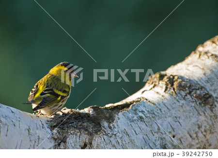 Siskin (Carduelis spinus) male on the birch tree t 39242750