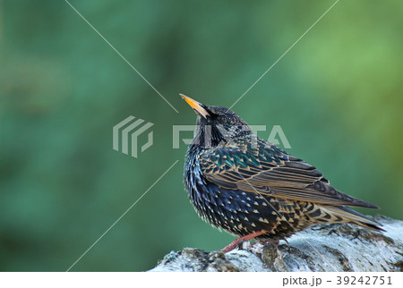 Starling (Sturnus vulgaris) in early spring Starling (Sturnus vulgaris) in early spring 39242751