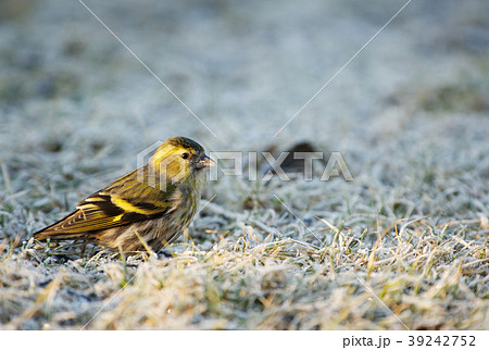 Siskin (Carduelis spinus) on the ground Siskin (Carduelis spinus) on the ground 39242752