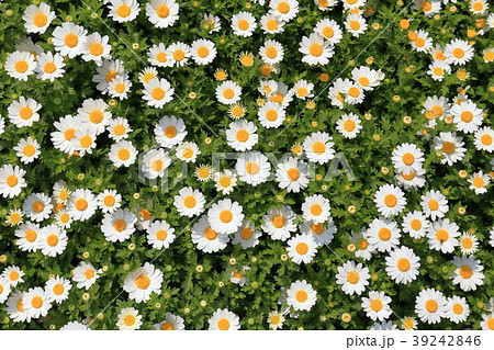 春の花壇 冬の花壇 春の花壇 冬の花壇 39242846