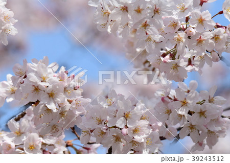 「さくらの日」の桜、桜始開 「さくらの日」の桜、桜始開 39243512