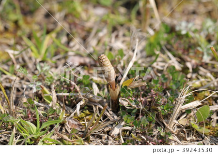 つくし つくし 39243530