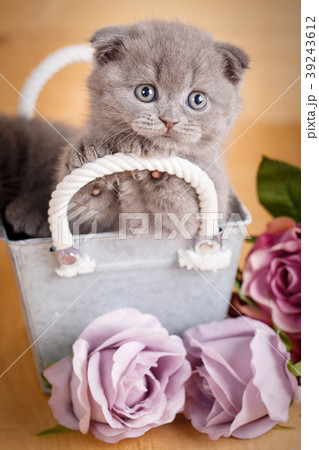 Gray Scottish Fold Kitten portrait. The kitten 39243612