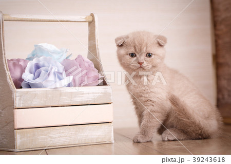 Scottish Fold Cat near box with flowers Scottish Fold Cat near box with flowers 39243618