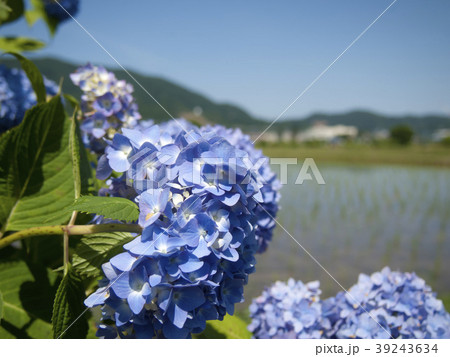 田園の紫陽花 39243634