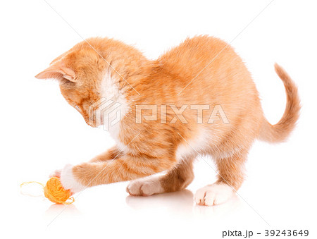 Playful red kitten on a white Playful red kitten on a white 39243649