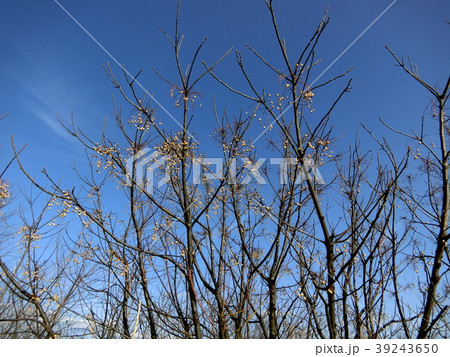 センダン（栴檀）  39243650