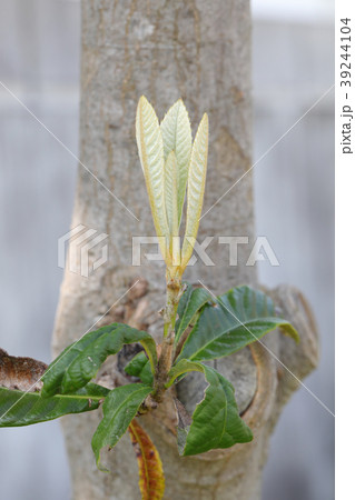 ビワの葉 39244104