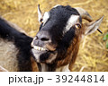 黒ヤギ 39244814