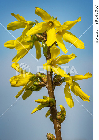 Forsythia Golden bell flowers in spring 39245007