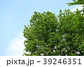 青空と新緑 39246351