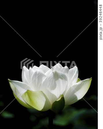 白い蓮の花 白い蓮の花 39246448