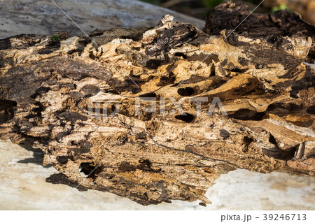 Large wooden snag Bark beetle 39246713