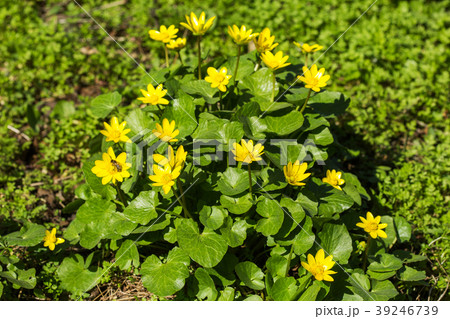 Blossoming buttercup spring 39246739