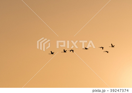 Flying Swans Silhouettes by a colored sky Flying Swans Silhouettes by a colored sky 39247374