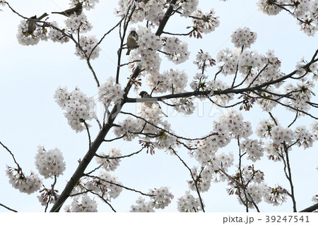 日本の風景　サクラの花を食いちぎり、蜜を吸うスズメ（播磨坂のサクラ） 39247541