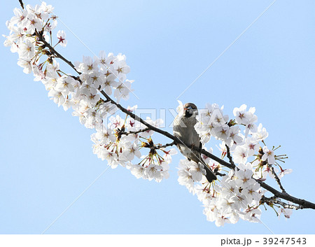 日本の風景　サクラの花を食いちぎり、蜜を吸うスズメ（播磨坂のサクラ） 39247543
