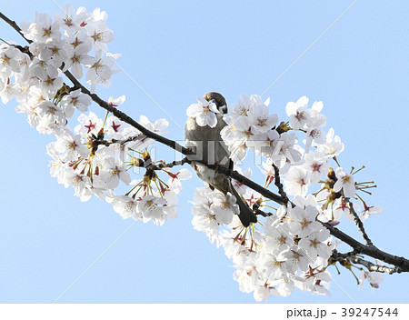 日本の風景　サクラの花を食いちぎり、蜜を吸うスズメ（播磨坂のサクラ） 39247544