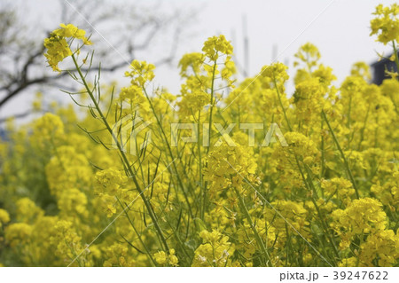 菜の花 菜の花 39247622