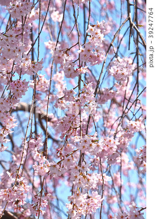 シダレザクラ（枝垂れ桜） 39247764
