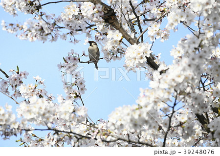 日本の風景 サクラの花を食いちぎり、蜜を吸うスズメ(播磨坂のサクラ) 日本の風景 サクラの花を食いちぎり、蜜を吸うスズメ(播磨坂のサクラ) 39248076