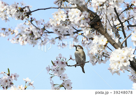 日本の風景 サクラの花を食いちぎり 蜜を吸うスズメ 播磨坂のサクラ の写真素材