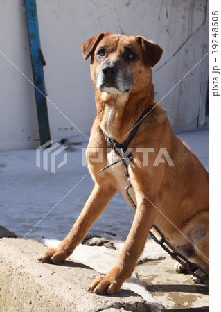 Dog.Cute funny puppy.Brown dog. Dog is a faithful  39248608