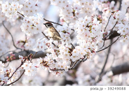桜 スズメ 39249088