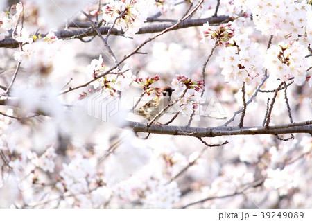 桜 スズメ 39249089