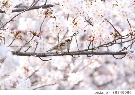 桜 スズメ 39249090