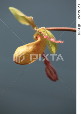 フラグミペディウム・リンドレイアヌム 39249124