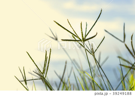 Close up green grass with nature beach background 39249188