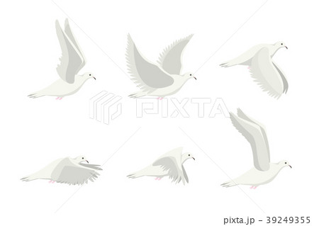 Cartoon White Dove Bird Set. Vector Cartoon White Dove Bird Set. Vector 39249355