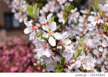 ユスラ梅の花 ユスラ梅の花 39249882