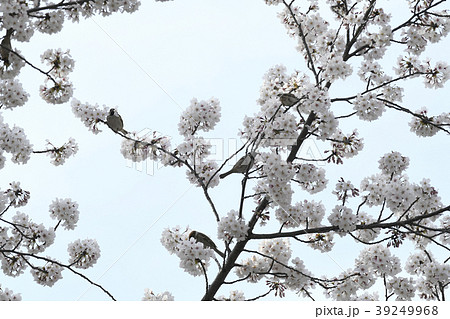 日本の風景　サクラの花の蜜を吸うスズメ（播磨坂）A連続写真（2-1)、他検索は、播磨坂雀連続写真 39249968