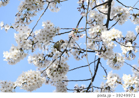 日本の風景 サクラの花の蜜を吸うスズメ(播磨坂)B連続写真(2-1)、他検索は、播磨坂雀連続写真 日本の風景 サクラの花の蜜を吸うスズメ(播磨坂)B連続写真(2-1)、他検索は、播磨坂雀連続写真 39249971