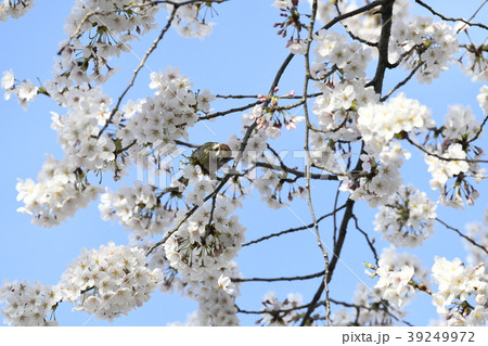 日本の風景 サクラの花の蜜を吸うスズメ(播磨坂)B連続写真(2-2)、他検索は、播磨坂雀連続写真 日本の風景 サクラの花の蜜を吸うスズメ(播磨坂)B連続写真(2-2)、他検索は、播磨坂雀連続写真 39249972