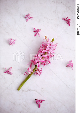 Flowers of a pink hyacinth Flowers of a pink hyacinth 39250084