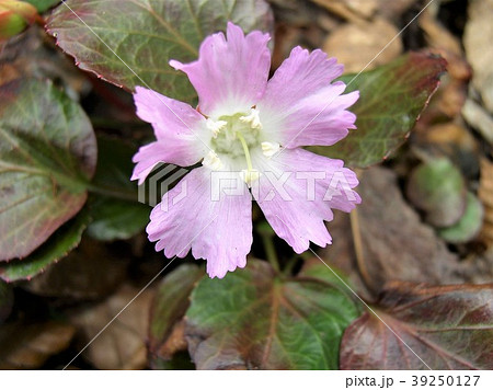 雪国の春を告げるイワウチワ８ 39250127