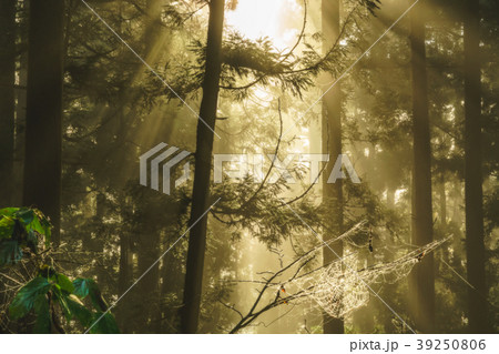 閃光 閃光 39250806