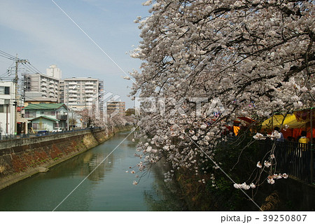 横浜 大岡川沿いの桜 横浜 大岡川沿いの桜 39250807