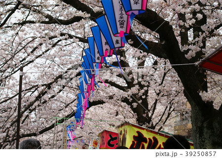 横浜 大岡川沿いの桜 横浜 大岡川沿いの桜 39250857