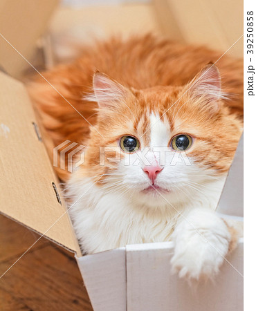 Cat with scratch on nose in box Cat with scratch on nose in box 39250858