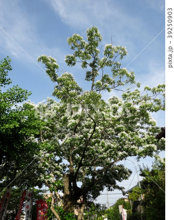 ヒトツバタゴ 39250903