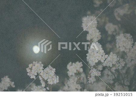 夜桜 月 和紙背景 39251015