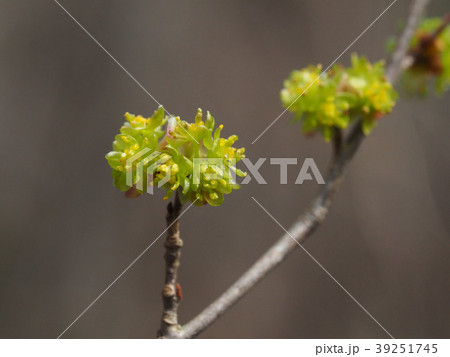 ダンコウバイ ダンコウバイ 39251745